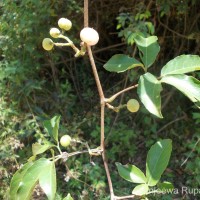 Tetrastigma nilagiricum (Miq.) B.V.Shetty